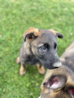 Predám šteniatka nemeckého ovčiaka - 4