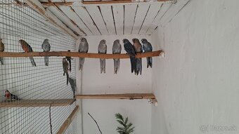 Rozela penant modrá škorica pastel - 4