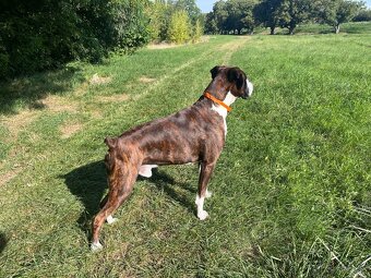 Nemecký boxer na krytie - 4