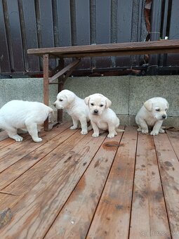 Labradorsky retriever - 4