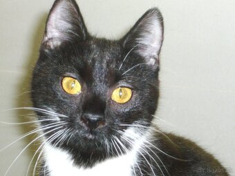 Čaká na dobrú rodinku - 4