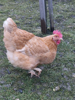 Predám sliepky+kohút - 4