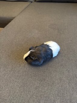 Morské prasiatka - 4