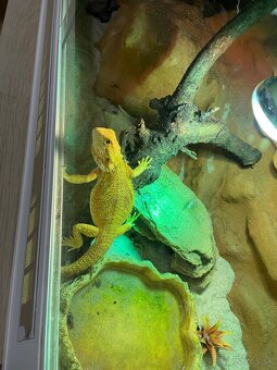 Predám 2 agamy s terárkom a príslušenstvom - 4