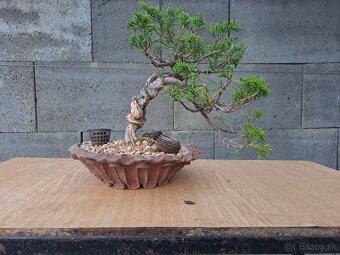 Bonsai / bonsaj - rozne, foto v prilohe, ponuka v texte - 4