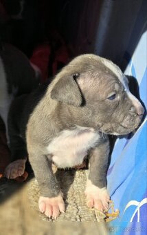 Americký Staford Šteniatka - 4