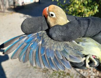 Agapornisy fischeri a škraboškové - 4