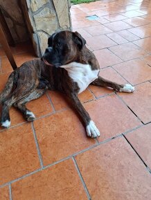 Nemecký boxer Capa Negro na krytie - 4