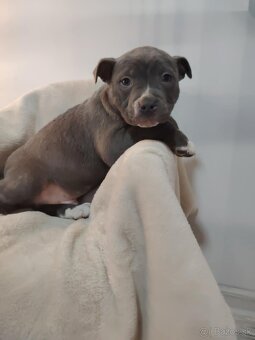 Predám Americký stafford XL - 4