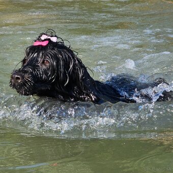 Portugalský vodný pes s PP - 4