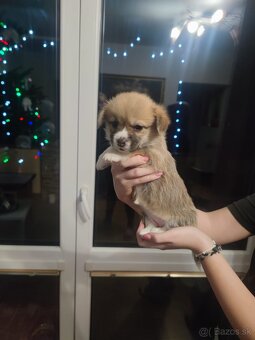 Welsh Corgi Pembroke - 4