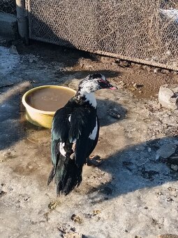 čínske kačice - 4