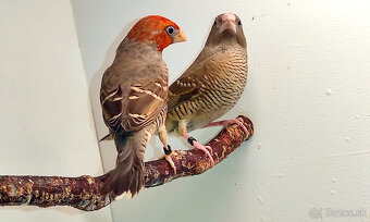 Amadina červenohlavá - 4