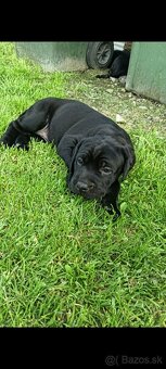 Cane-corzo a labrador - 4
