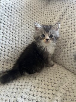 Mainská mývalia - Maine coon - 4