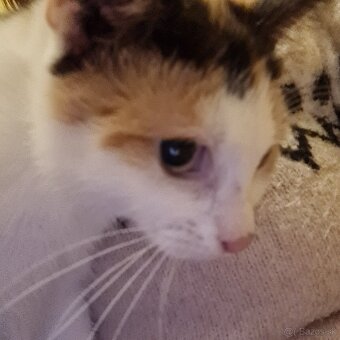 Vyhodené mačiatka a mačky - 4