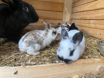 Hyla x Burgundsky x Dalmatinsky rex - 4