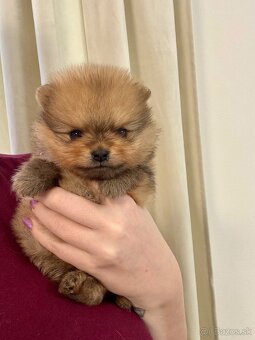 Pomeranian s PP - fenečka - 4