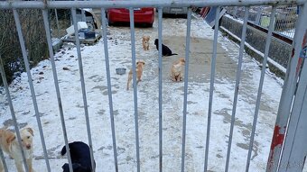 Darujem šteniatka - 4