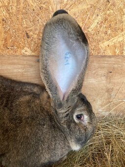 Zajace,kraliky,belgicky obor - 4