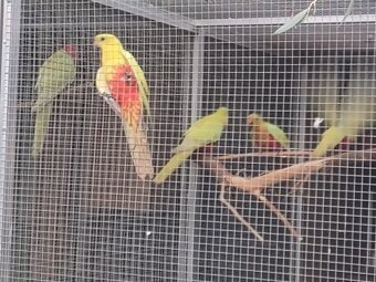 Papagáj Královský žltý predaj - 4