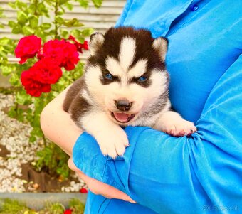 Modrooké šteňatá huskyho, medzinárodný rodokmeň FCI - 4
