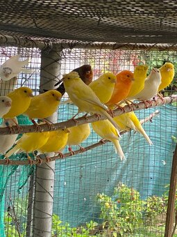 Predám kanáriky - 4