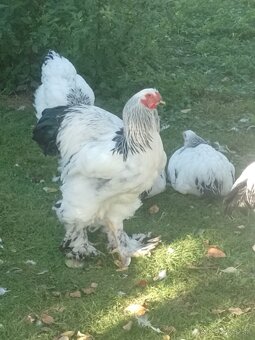 Brahmanka  veľká Columbia - 4