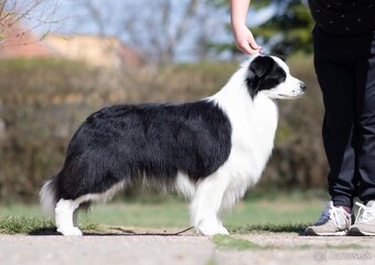 Border kólia s PP - 4