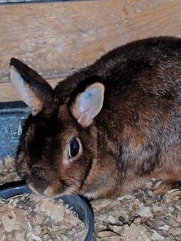 Zakrsle kraliky (cely chov) - 4