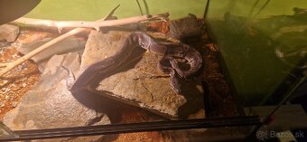 Python regius/ Krajta královská - 4