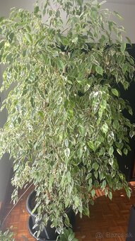 FIKUS 230cm, 10 ročný - 4