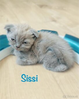 Scottish Fold / Straight - 4