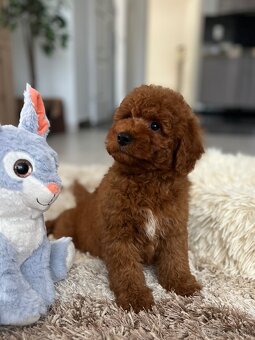 Miniature poodle, pudlik, pudel - 4