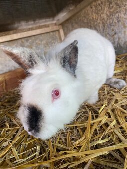 Zakrslé chovné králiky - 4