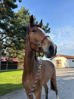 Predám 4 ročného valacha - 4