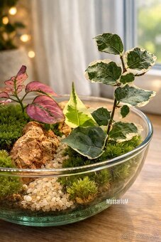 Biosféra, terrárium, rastlinné terárium - 4