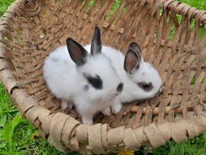 Zdrobnené králiky na predaj - 4