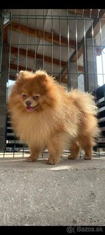 Pomeranian psik - 4