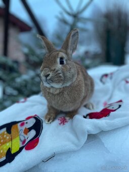 Zakrslý králík - 4