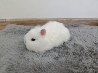 Zakrsly zajačik - 4