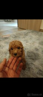 Toy pudel fenka / chalpec - 4