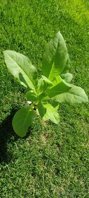 Sadenice tabak Virginia - 4