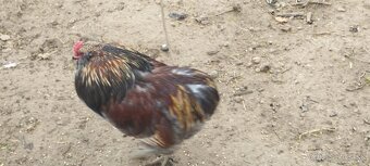 NV araucana - 4