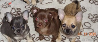 čivava krátkosrstá - 4