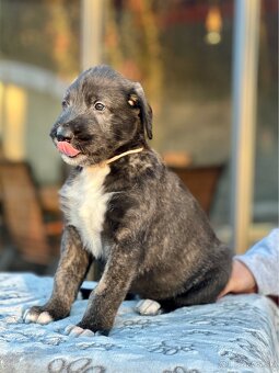 Írsky vlkodav s PP - 4