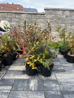 Sadenice kanadskej čučoriedky - 4