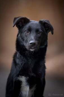 Darujem šteniatko - 4