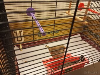 Predám párik zebričiek - 4