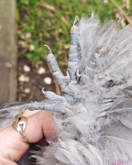 Kohútik USA satin - 4